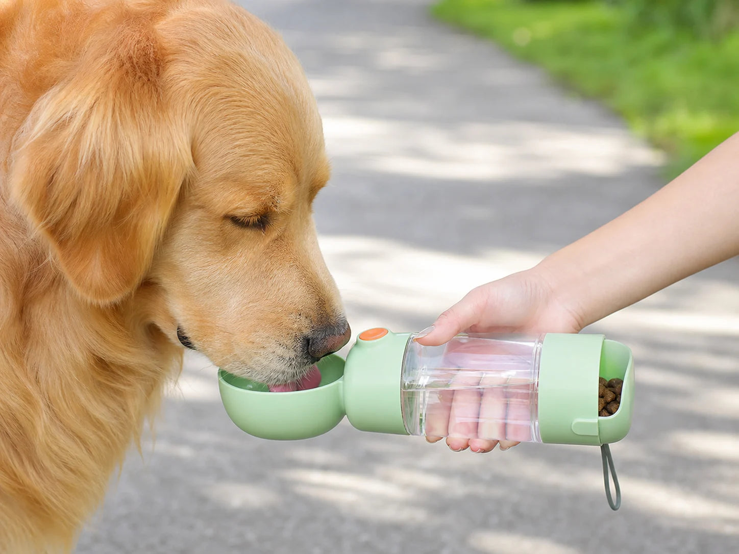 Golden retriever drinking from a mint travel bottle