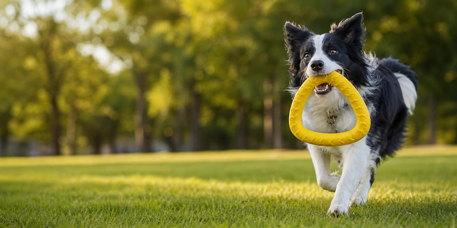 Border collie running through a park with a yellow tug ring